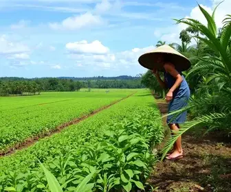 vagas abertas Agro Amazônia